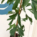 Ginkgo biloba - Maidenhair Tree - Sprouts of Bristol