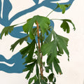 Ginkgo biloba - Maidenhair Tree - Sprouts of Bristol