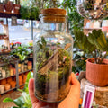 Glass Bottle - Bioactive Terrarium - Sprouts of Bristol