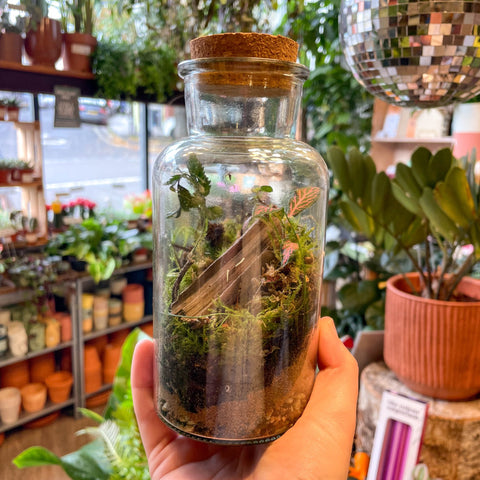 plants in a bottle terrarium Tarro Botella
