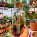 Glass Bottle - Bioactive Terrarium - Sprouts of Bristol