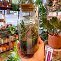 Glass Bottle - Bioactive Terrarium - Sprouts of Bristol