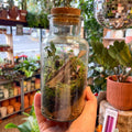 Glass Bottle - Bioactive Terrarium - Sprouts of Bristol