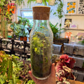 Glass Bottle Carafe - Bioactive Terrarium - Sprouts of Bristol