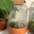 Glass Terracotta Hurricane - Bioactive Terrarium - Sprouts of Bristol
