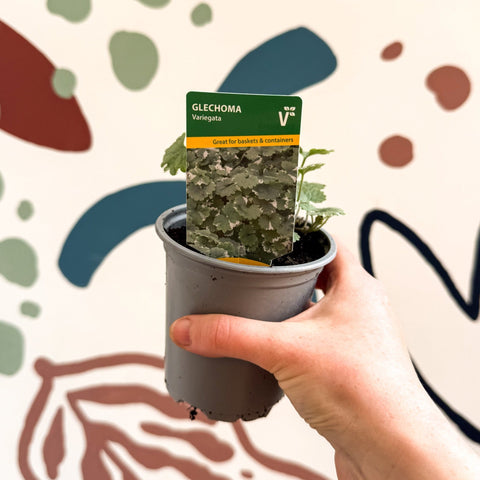 Glechoma 'Variegata' - British Grown - Sprouts of Bristol