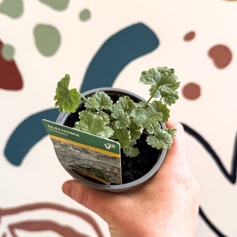 Glechoma 'Variegata' - British Grown - Sprouts of Bristol