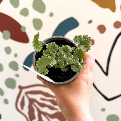 Glechoma 'Variegata' - British Grown - Sprouts of Bristol
