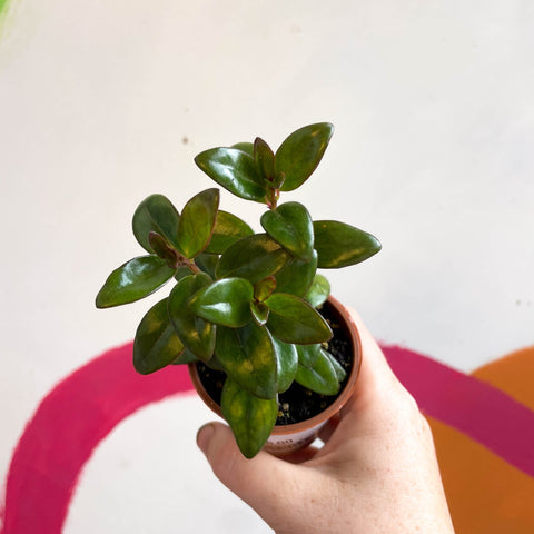 Goldfish Plant - Nematanthus 'Jungle Light' - Welsh Grown - Sprouts of Bristol