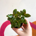 Goldfish Plant - Nematanthus 'Jungle Light' - Welsh Grown - Sprouts of Bristol