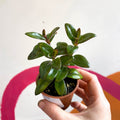 Goldfish Plant - Nematanthus 'Jungle Light' - Welsh Grown - Sprouts of Bristol