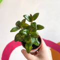 Goldfish Plant - Nematanthus 'Jungle Light' - Welsh Grown - Sprouts of Bristol