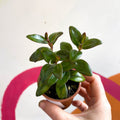 Goldfish Plant - Nematanthus 'Jungle Light' - Welsh Grown - Sprouts of Bristol