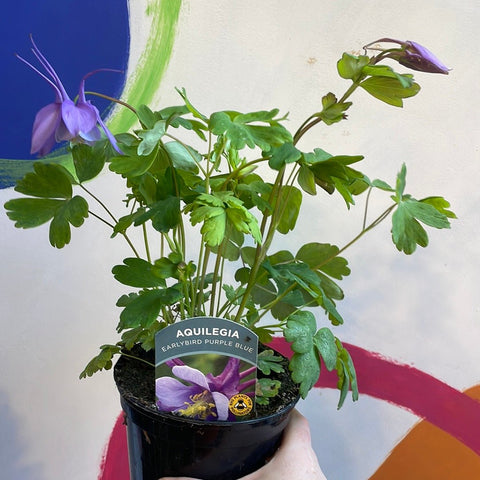 Granny Bonnet - Aquilegia caerulea 'Purple Blue- British Grown Herbaceous Perennialp - Sprouts of Bristol