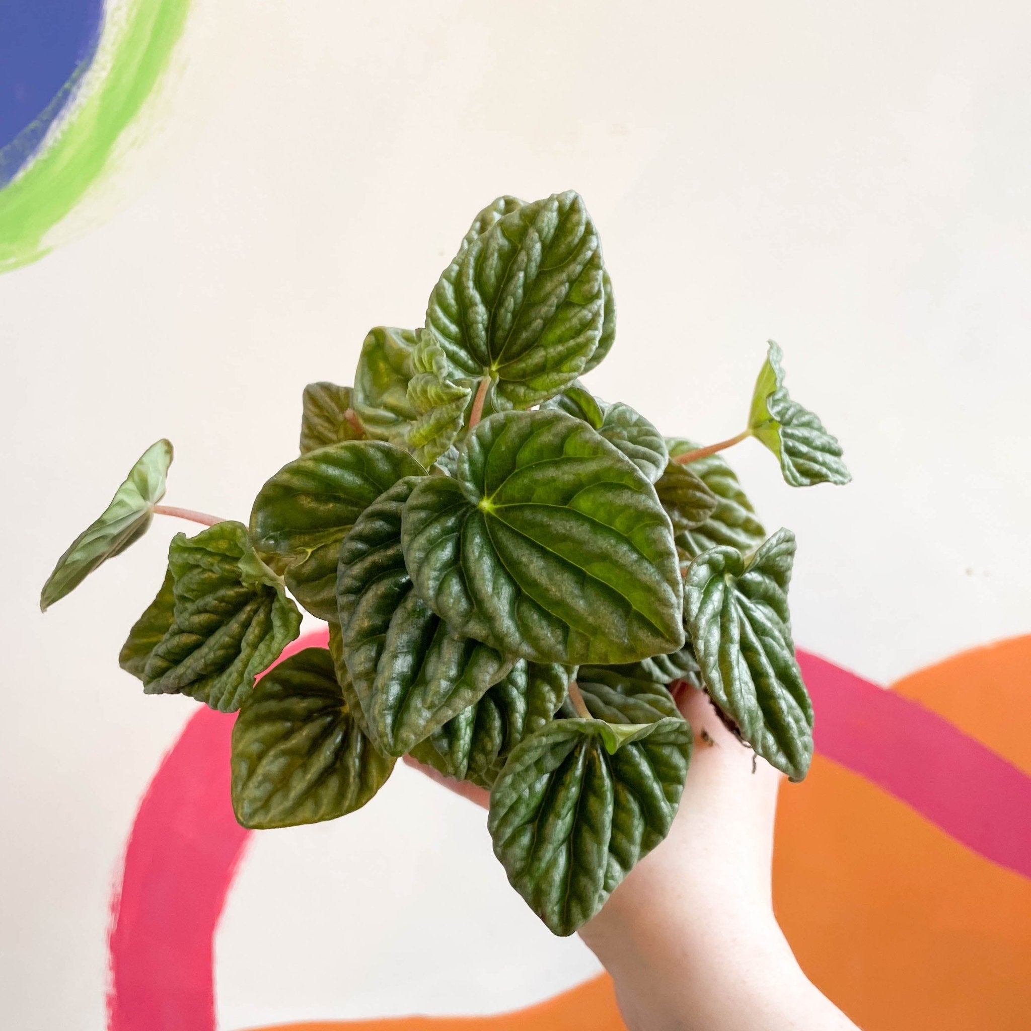 Peperomia caperata 'Lilian' - Green Radiator Plant – Sprouts of Bristol