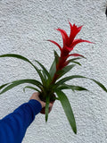 Guzmania 'Allure' - Sprouts of Bristol