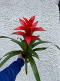 Guzmania 'Allure' - Sprouts of Bristol