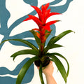Guzmania 'Allure' - Sprouts of Bristol