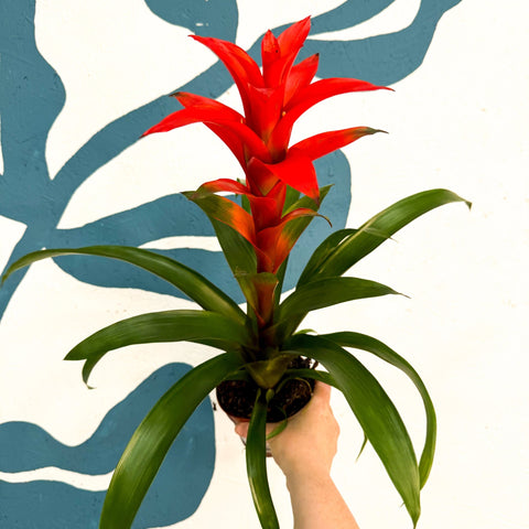 Guzmania 'Allure' - Sprouts of Bristol