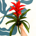 Guzmania 'Allure' - Sprouts of Bristol