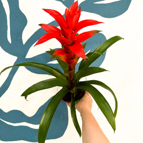 Guzmania 'Allure' - Sprouts of Bristol