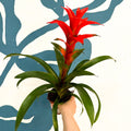 Guzmania 'Allure' - Sprouts of Bristol