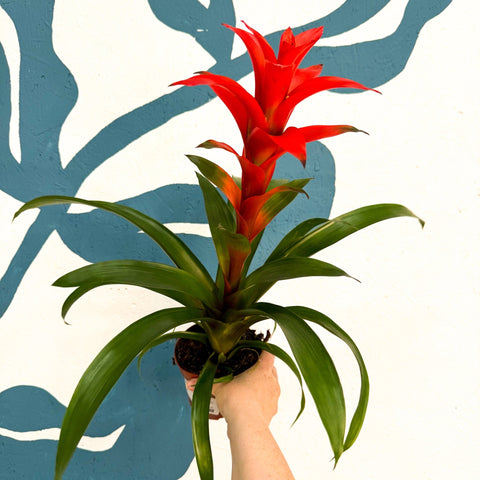 Guzmania 'Allure' - Sprouts of Bristol