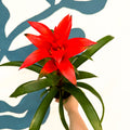 Guzmania 'Allure' - Sprouts of Bristol