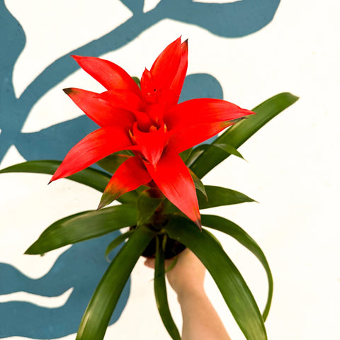 Guzmania 'Allure' - Sprouts of Bristol