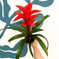 Guzmania 'Allure' - Sprouts of Bristol