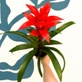 Guzmania 'Allure' - Sprouts of Bristol