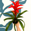 Guzmania 'Allure' - Sprouts of Bristol
