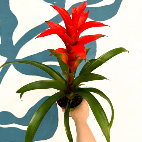 Guzmania 'Allure' - Sprouts of Bristol