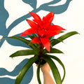 Guzmania 'Allure' - Sprouts of Bristol