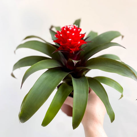 Guzmania 'Priscilla' - Scarlet Star Bromeliad - Sprouts of Bristol