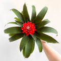 Guzmania 'Priscilla' - Scarlet Star Bromeliad - Sprouts of Bristol