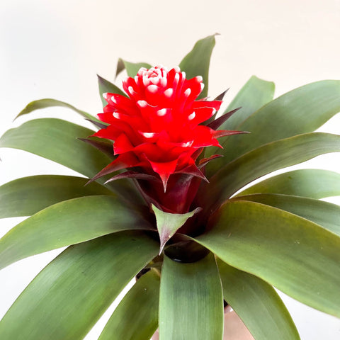 Guzmania 'Priscilla' - Scarlet Star Bromeliad - Sprouts of Bristol