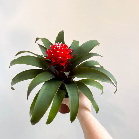 Guzmania 'Priscilla' - Scarlet Star Bromeliad - Sprouts of Bristol