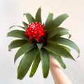 Guzmania 'Priscilla' - Scarlet Star Bromeliad - Sprouts of Bristol