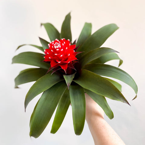 Guzmania 'Priscilla' - Scarlet Star Bromeliad - Sprouts of Bristol