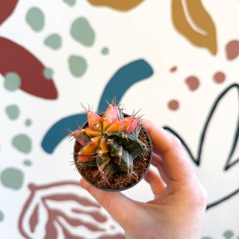 Gymnocalycium mihanovichii friedrichii variegata 'Japan' - Variegated Moon Cactus - Sprouts of Bristol