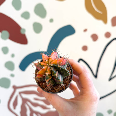 Gymnocalycium mihanovichii friedrichii variegata 'Japan' - Variegated Moon Cactus - Sprouts of Bristol