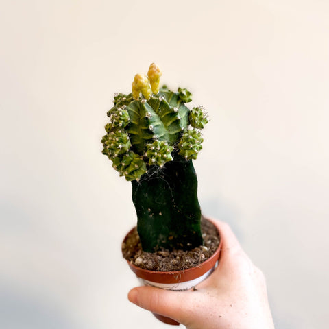 Gymnocalycium mihanovichii - Green Moon Cactus - Sprouts of Bristol