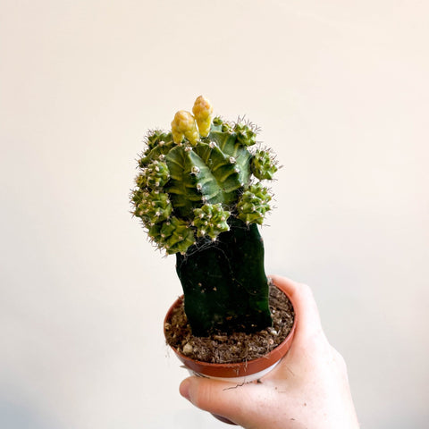 Gymnocalycium mihanovichii - Green Moon Cactus - Sprouts of Bristol