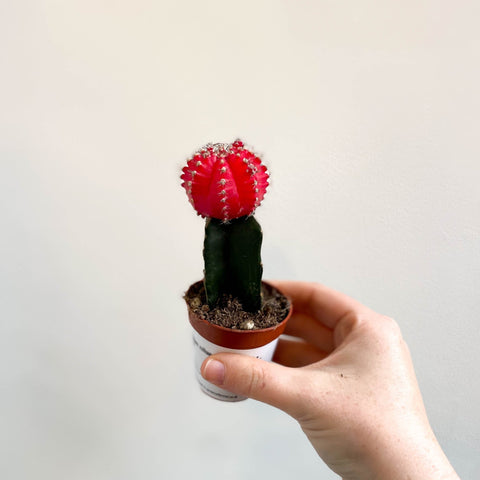 Gymnocalycium mihanovichii 'Japan Red' - Moon Cactus - Sprouts of Bristol