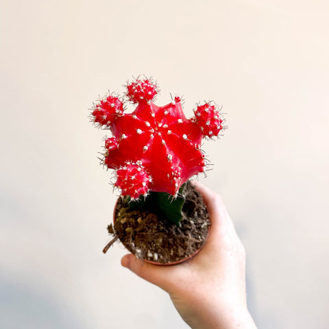 Gymnocalycium mihanovichii 'Japan Red' - Moon Cactus - Sprouts of Bristol