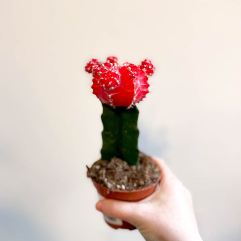 Gymnocalycium mihanovichii 'Japan Red' - Moon Cactus - Sprouts of Bristol