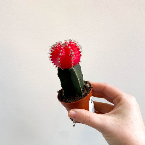 Gymnocalycium mihanovichii 'Japan Red' - Moon Cactus - Sprouts of Bristol