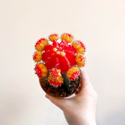 Gymnocalycium mihanovichii - Red and Yellow Moon Cactus - Sprouts of Bristol