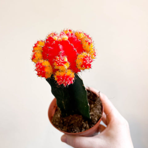 Gymnocalycium mihanovichii - Red and Yellow Moon Cactus - Sprouts of Bristol